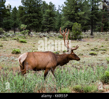 Elk con la cremagliera a piedi lungo in pascolo con salvia davanti di alberi sempreverdi Foto Stock