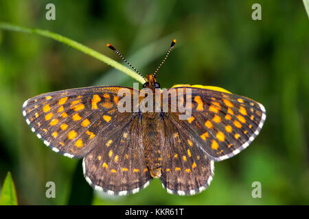 Heath fritillary, melitaea athalia, Murnau, Baviera, Germania Foto Stock