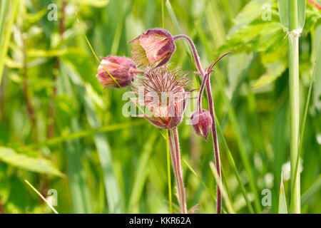 Viola, avens geum rivale, Murnau, Baviera, Germania Foto Stock