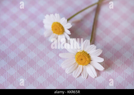 Due fiori bianchi su rosa controllato sotterraneo, vicino, still life Foto Stock