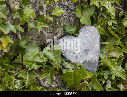 Parete con ivy, cuore di pietra, vicino, still life Foto Stock