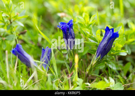 La Clusius genziana, Gentiana clusii, Hohe Tauern, Carinzia, Tirolo orientale, Austria Foto Stock