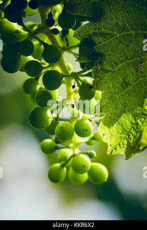 Immaturo uva verde con foglie di vite in dettaglio, in vigna con il sole Foto Stock