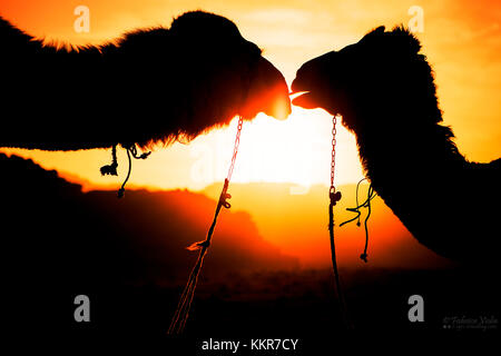 Due cammelli silhouette, Wadi Rum, Giordania Foto Stock