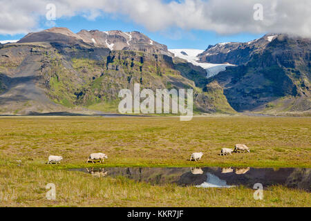 Le pecore di riflessione, sudurland, sud Islanda Islanda Foto Stock