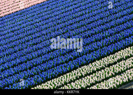 Righe multicolore di tulipani in fiore nei campi del Keukenhof giardino botanico lisse South Holland Olanda europa Foto Stock