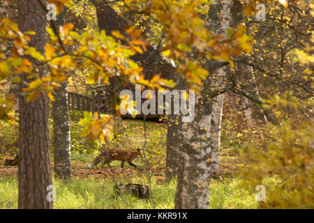 Red Fox, vulpes vulpes, adulti passeggiate nel giardino autunnale, Finlandia Foto Stock