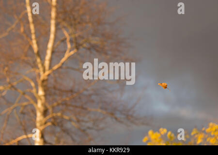 Flottante foglie di betulla in un cielo grigio sotto il sole, big birch sullo sfondo Foto Stock