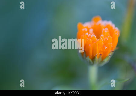 Le gocce congelate su una pioggia di petali di fiori su un turchese sfondo verde Foto Stock