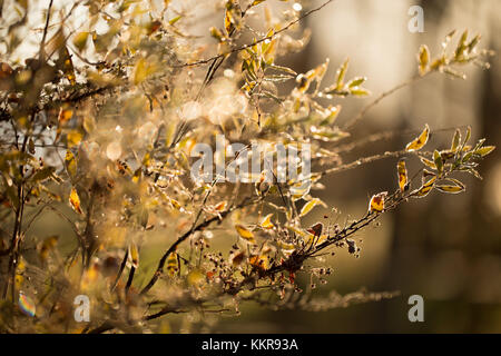 Impianto congelate rami con bokeh di fondo sulla natura sfondo Foto Stock