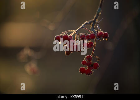 Close-up di congelati rowan bacche nella luce solare retroilluminato, dark blur sullo sfondo Foto Stock