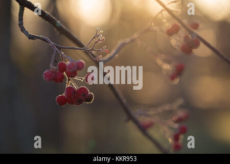 Congelati rowan bacche nella luce solare retroilluminato, sfondo bokeh di fondo Foto Stock