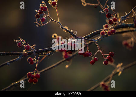 Congelati rowan bacche nella luce solare retroilluminato, dark blur sullo sfondo Foto Stock