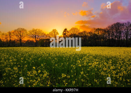 Paesaggio con tramonto vicino uplengen, Bassa Sassonia, Germania Foto Stock