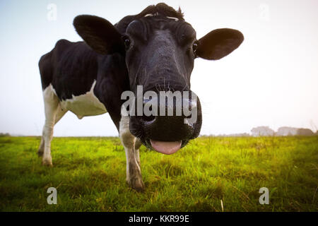 Un divertente mucca su un prato in Frisia orientale Foto Stock