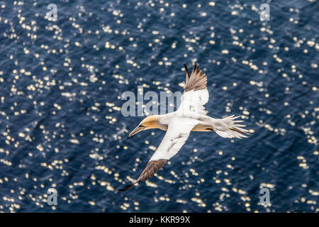 Un nothern gannett sull'isola di Helgoland Foto Stock