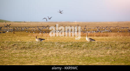 Da Sibiria, le oche volano per migliaia di chilometri di svernamento in Frisia orientale. Questo è stato catturato vicino Hilgenriedersiel. Foto Stock