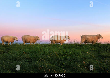 Le pecore sulla diga di sunrise. Catturato vicino a Ostbense. Foto Stock