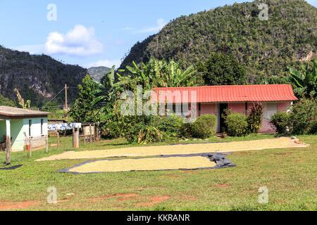 Per dry laid grano nel sole in Vinales Valley, Cuba Foto Stock