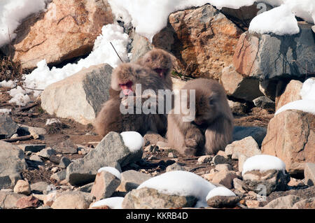 Macaque giapponese o neve giapponese monkey (Macaca fuscata), dormendo in famiglia, Giappone Foto Stock