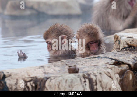 Macaque giapponese o neve giapponese MONKEY, i neonati in onsen (Macaca fuscata), Giappone Foto Stock