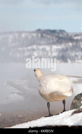 Whooper swan (Cygnus cygnus) nella nebbia, Giappone Foto Stock