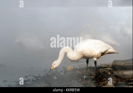 Whooper swan nella nebbia (Cygnus Cygnus), Giappone Foto Stock