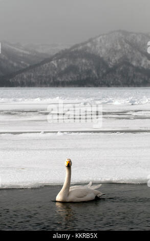 Whooper gironzolano in inverno (Cygnus Cygnus), Giappone Foto Stock
