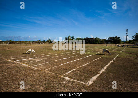 Isole Vergini britanniche, anegada, la liquidazione, campo sportivo Foto Stock