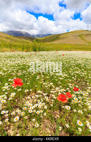 Fioritura di papaveri e margherite nei campi di lenticchie di Santo Stefano di Sessanio, Abruzzo, Italia. Foto Stock