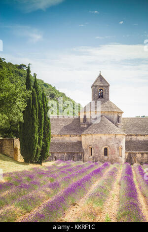 Abbazia di Senanque, vicino a Gordes, Provenza, Francia Foto Stock