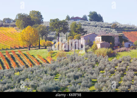 L'Europa, Italia, Umbria Comprensorio di Perugia, Montefalco. Vigneti in autunno Foto Stock