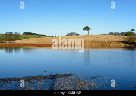 Waldegrave piscina con Lone Pine priddy mineries, Mendip Hills, somerset Foto Stock