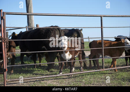 Curioso yearling vitello a guardare fuori di una penna con la videocamera con la madre mucca dietro in una fattoria di campo o ranch Foto Stock