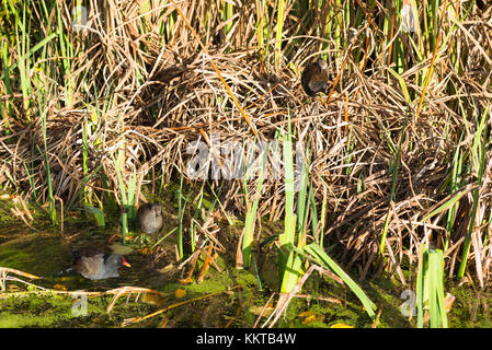 Nido di gallinelle d'acqua a Hobson il condotto o del Vicario Brook, è un corso d'acqua costruito da Thomas Hobson per portare acqua fresca alla città di Cambridge, Inghilterra, Regno Unito. Foto Stock