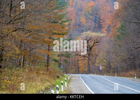 Avvolgimento curve su strada attraverso gli alberi di autunno Foto Stock