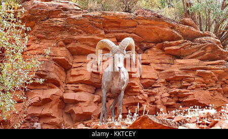 Desert bighorn sul versante di una montagna nel Grand Canyon. Foto Stock