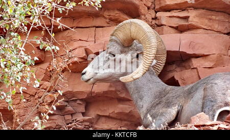 Desert bighorn sul versante di una montagna nel Grand Canyon. Foto Stock