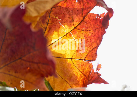 Ragged autumn leaf su uno sfondo luminoso migliore.macro Foto Stock