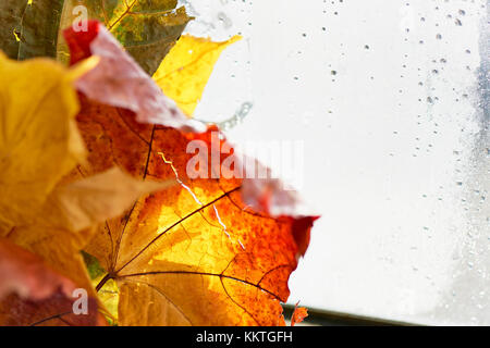 Ragged autumn leaf su uno sfondo luminoso migliore.macro Foto Stock