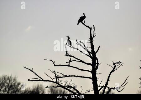 Due cormorani sat in una struttura ad albero rspb parete prosciutto riserva naturale meare SOMERSET REGNO UNITO Foto Stock