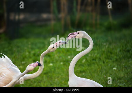 Rosa fenicottero maggiore gioca su erba verde (Phoenicopterus ruber) Foto Stock