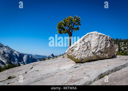 Mezza Cupola e a. Lone Tree come si vede dal punto Olmsted appena fuori del Tioga Pass Road, il Parco Nazionale di Yosemite - 7 giugno 2016 Foto Stock