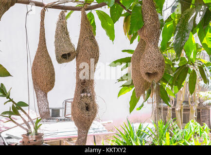 Allodola i nidi e le uova di uccello, weaver bird nest fatta di fieno ,skylark nidi sui rami nella zona di venire naturalmente. e la sfocatura sfondo sfocato (appare Select Foto Stock