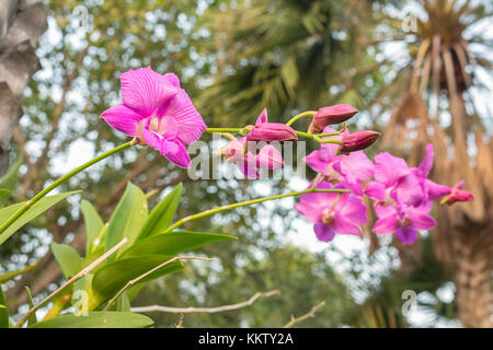 Bella orchidea viola sulla foglia verde e i fiori non sbocciano ,viola denerobium orchidee. (Selezionare anteriore di messa a fuoco di fiori di orchidea viola) Sfocatura bac sfocata Foto Stock