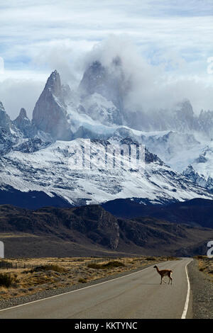 Mount Fitz Roy, Parque Nacional Los Glaciares (Patrimonio dell'Umanità), e guanaco che attraversa la strada vicino a El Chalten, Patagonia, Argentina, Sud America