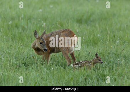 Neonato Roe fawn con madre in piedi in erba verde Foto Stock