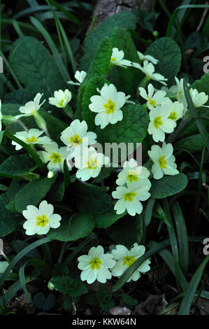 Primrose Foto Stock