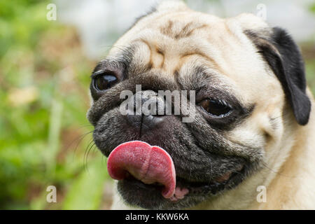 Un dolce e morbido pug con la lingua di fuori Foto Stock