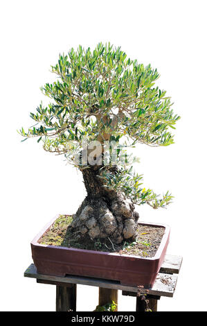 Bonsai di un albero di olivo nella pentola e completamente tagliato fuori su sfondo bianco Foto Stock